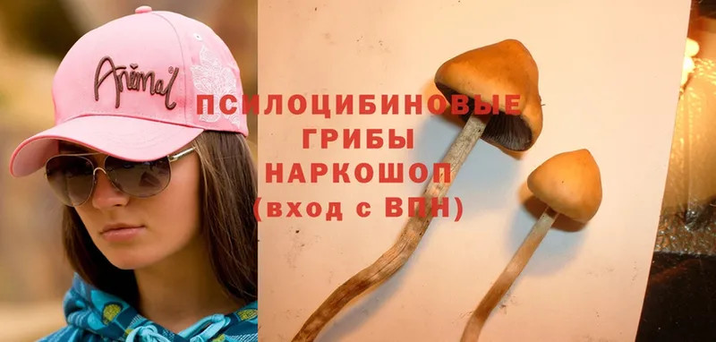 omg ССЫЛКА  где купить наркоту  Бабушкин  Галлюциногенные грибы Magic Shrooms 